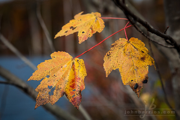 Autumn Leaves