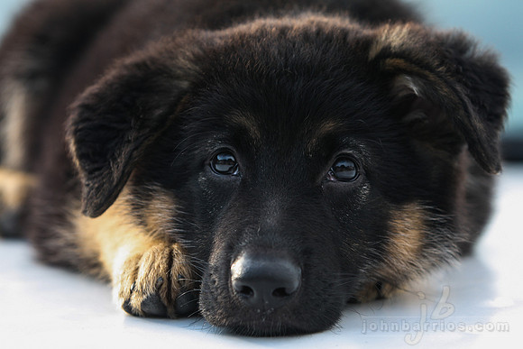 german shepherd, puppy