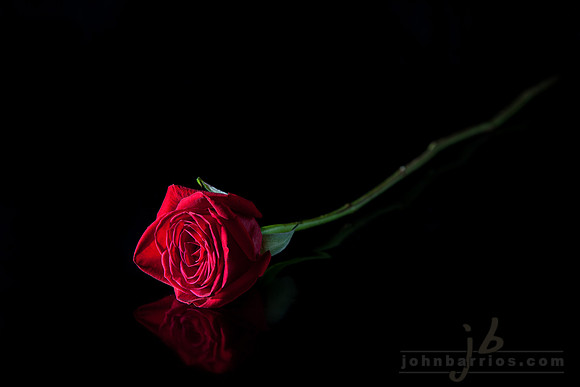 red rose, floral photography, floral friday, all things red