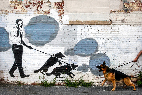 Adams Morgan washington dc, street art, mural, german shepherd, street photography