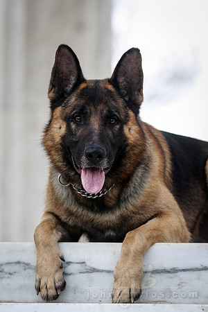 german shepherd dog