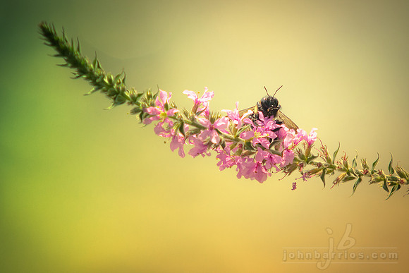 bee, macro photography, pollinator, depth of field