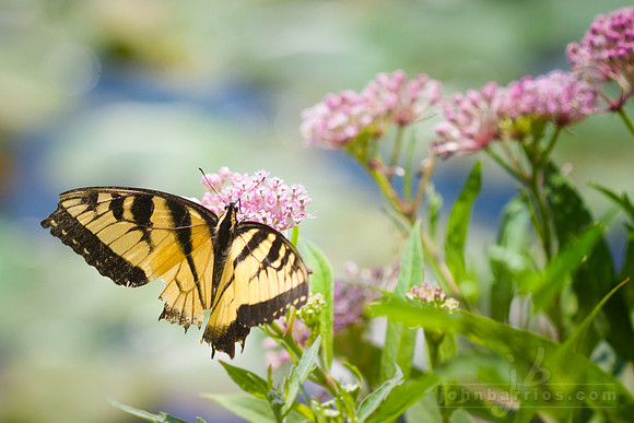 butterfly, floral, pollinator