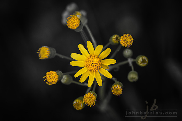 Wild Yellow